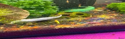 Shrimps fish for sale: Mixed shrimps 50p each  - Advert 2