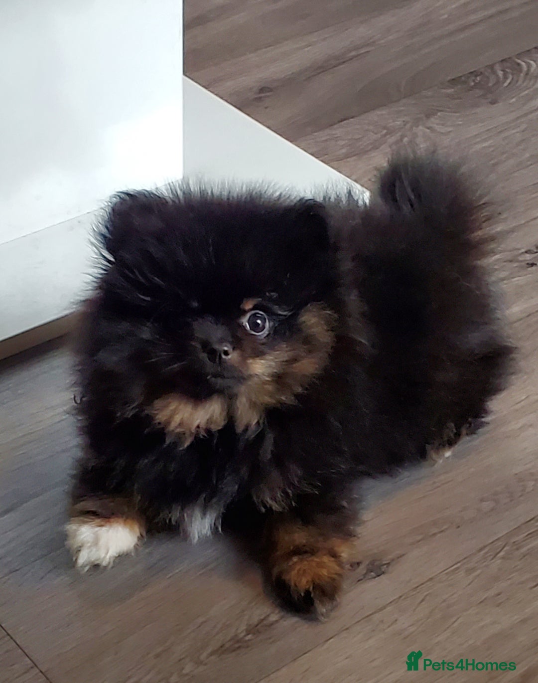 Pomeranian dogs for stud: Kc Pomeranian Male For STUD DUTIES - Advert 23