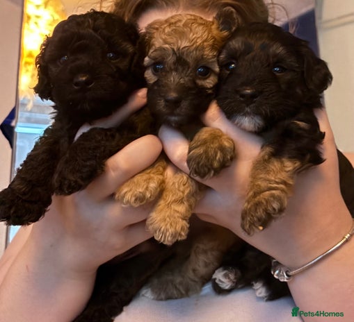 Yorkiepoo dogs - Advert 1