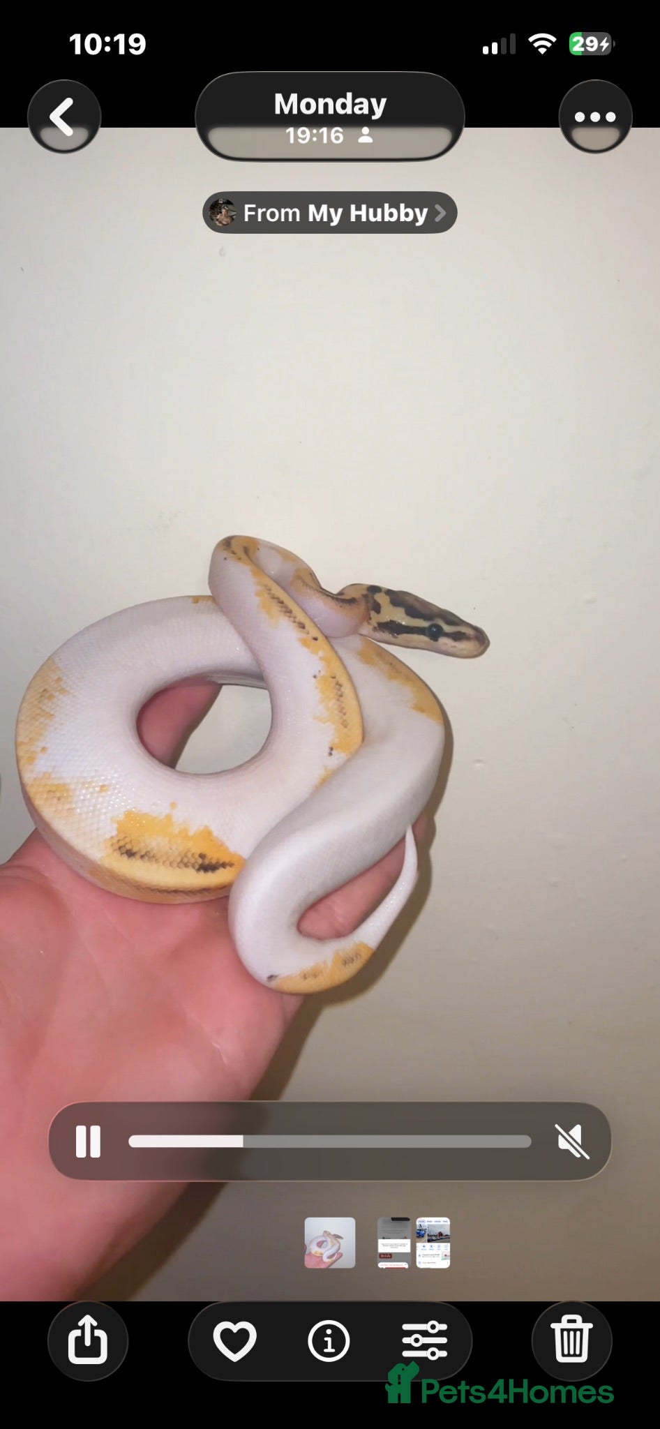 Snake reptiles Pied ball python  - Advert 2