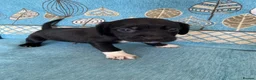 Bocker dogs for sale: Beautiful Beagle x cocker spaniel puppies  - Advert 17