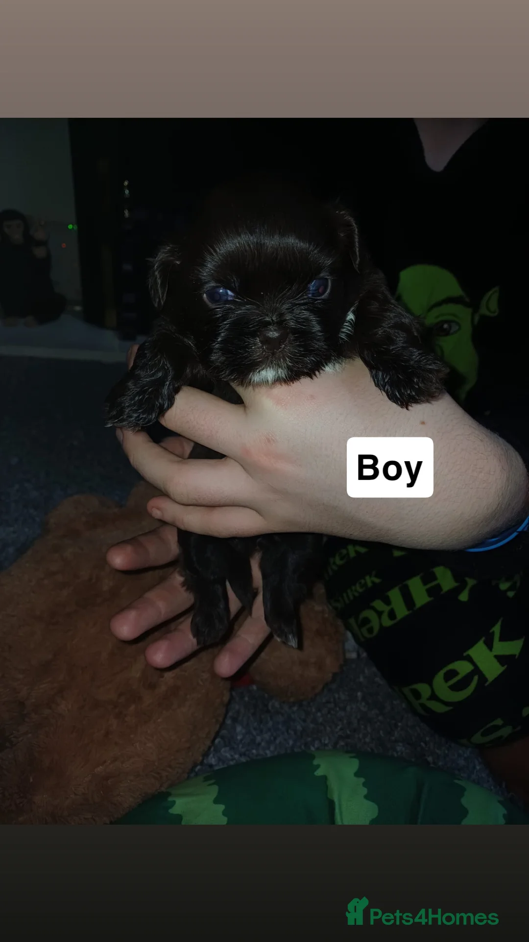 Shih Tzu dogs for sale: Full Breed Shihtzu For Sale  - Advert 3