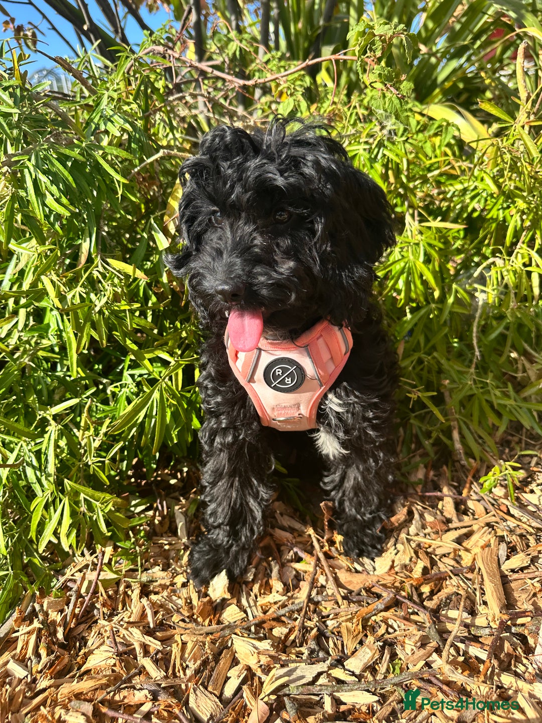 Cockapoo dogs for sale: Female cockapoo 6 months old  - Advert 5
