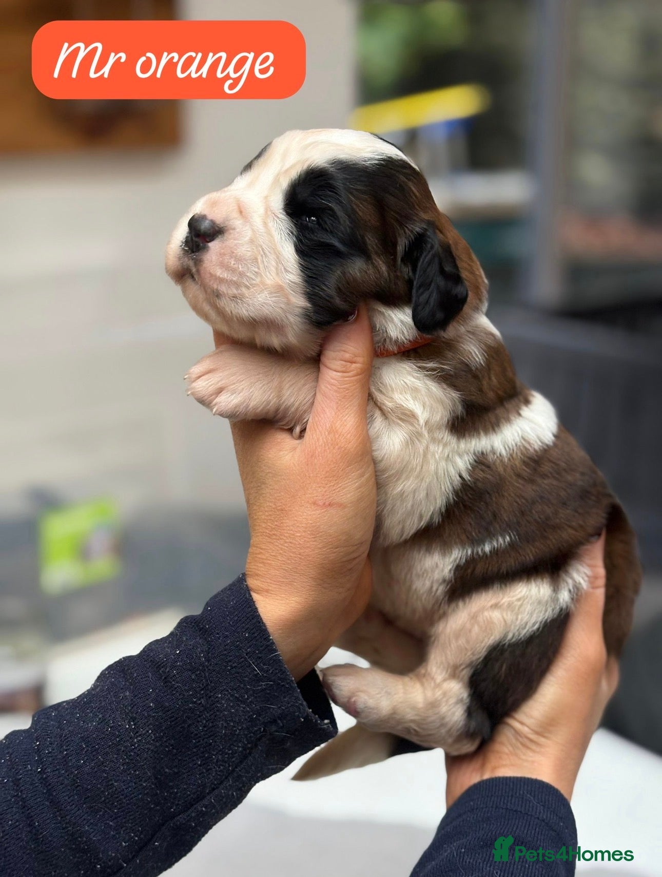 Saint Bernard dogs Outstanding Torn Mantle Saint Bernard KC Puppies - Advert 1