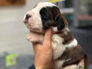 Saint Bernard dogs Outstanding Torn Mantle Saint Bernard KC Puppies - Advert 1