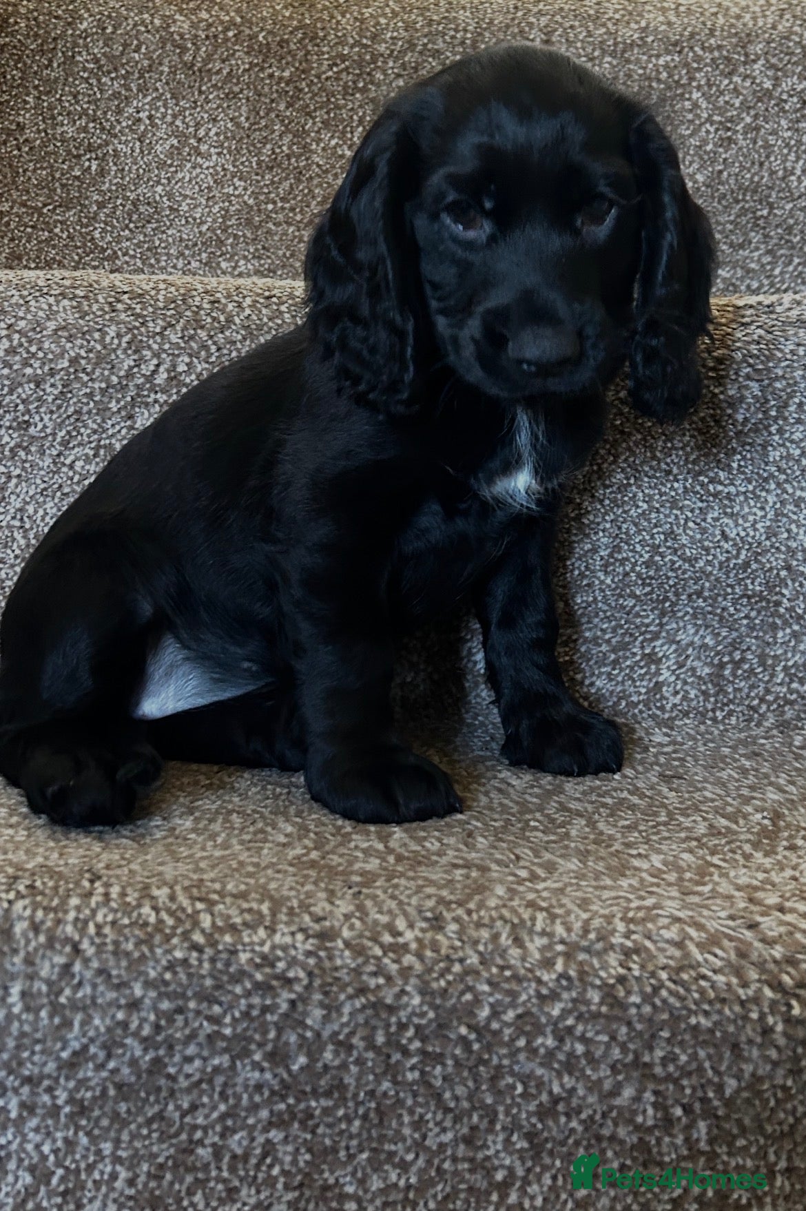 Cocker Spaniel dogs Stunning Cocker Spaniels Puppies’s 💖💙💖💙 - Advert 1