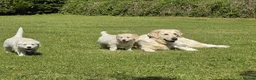 Golden Retriever dogs for sale: BEAUTIFUL GOLDEN RETRIEVER PUPPIES £1495 - Advert 9