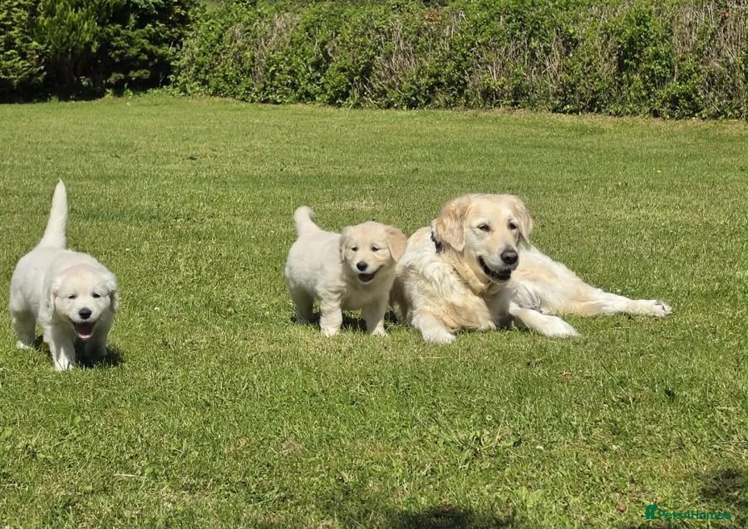 Golden Retriever dogs for sale: BEAUTIFUL GOLDEN RETRIEVER PUPPIES £1495 - Advert 9
