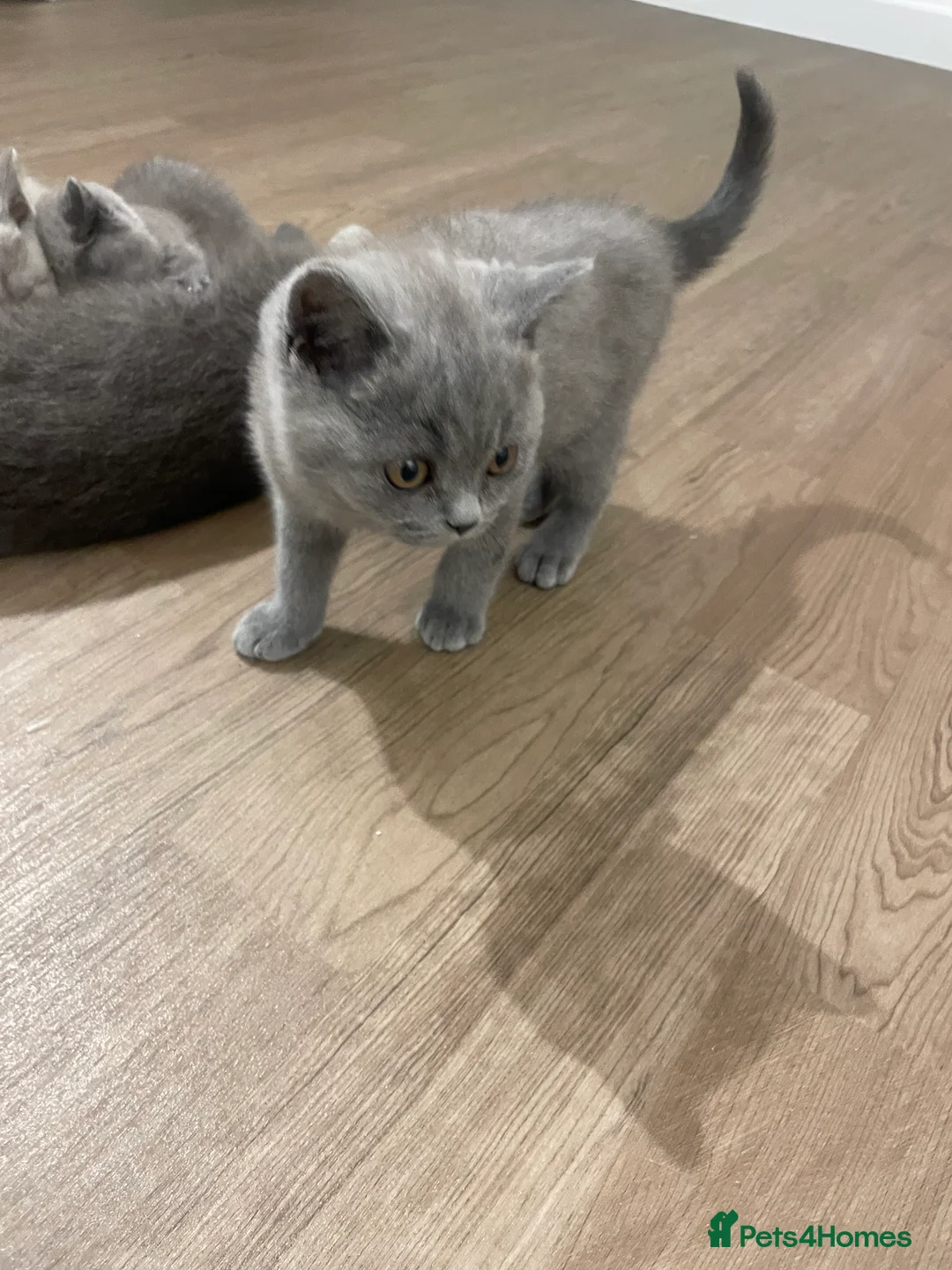 British Shorthair cats for sale: British short hair Pedigree registered  - Advert 22