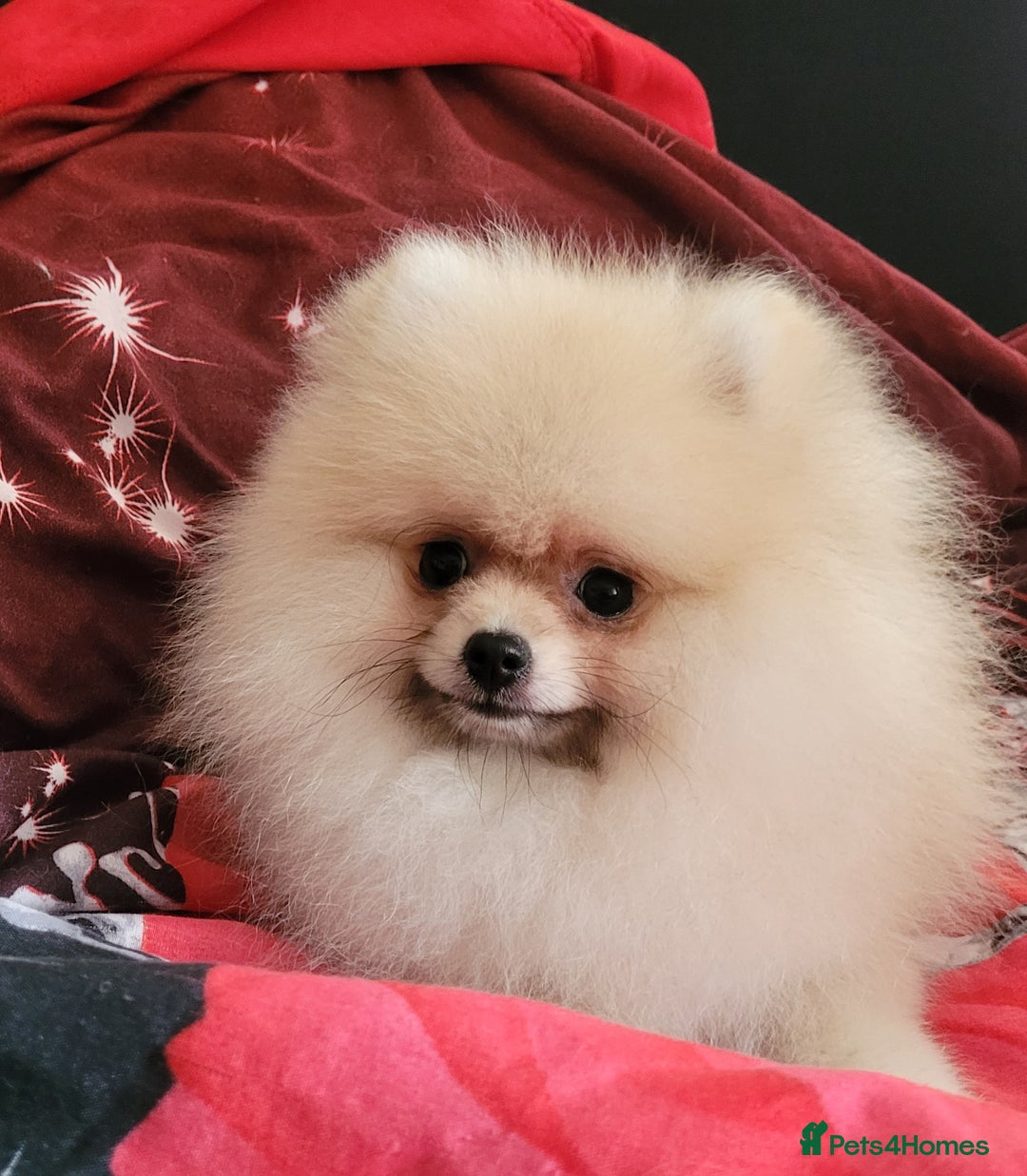 Pomeranian dogs for sale: XXS🐶KC REG🐾Pomeranian Puppies for sale🐶 in Brentwood - Image 21