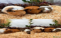 Guinea Pig rodents for sale: ✨Lots of Baby boy Guinea Pigs ✨🐹🩵 - Image 18
