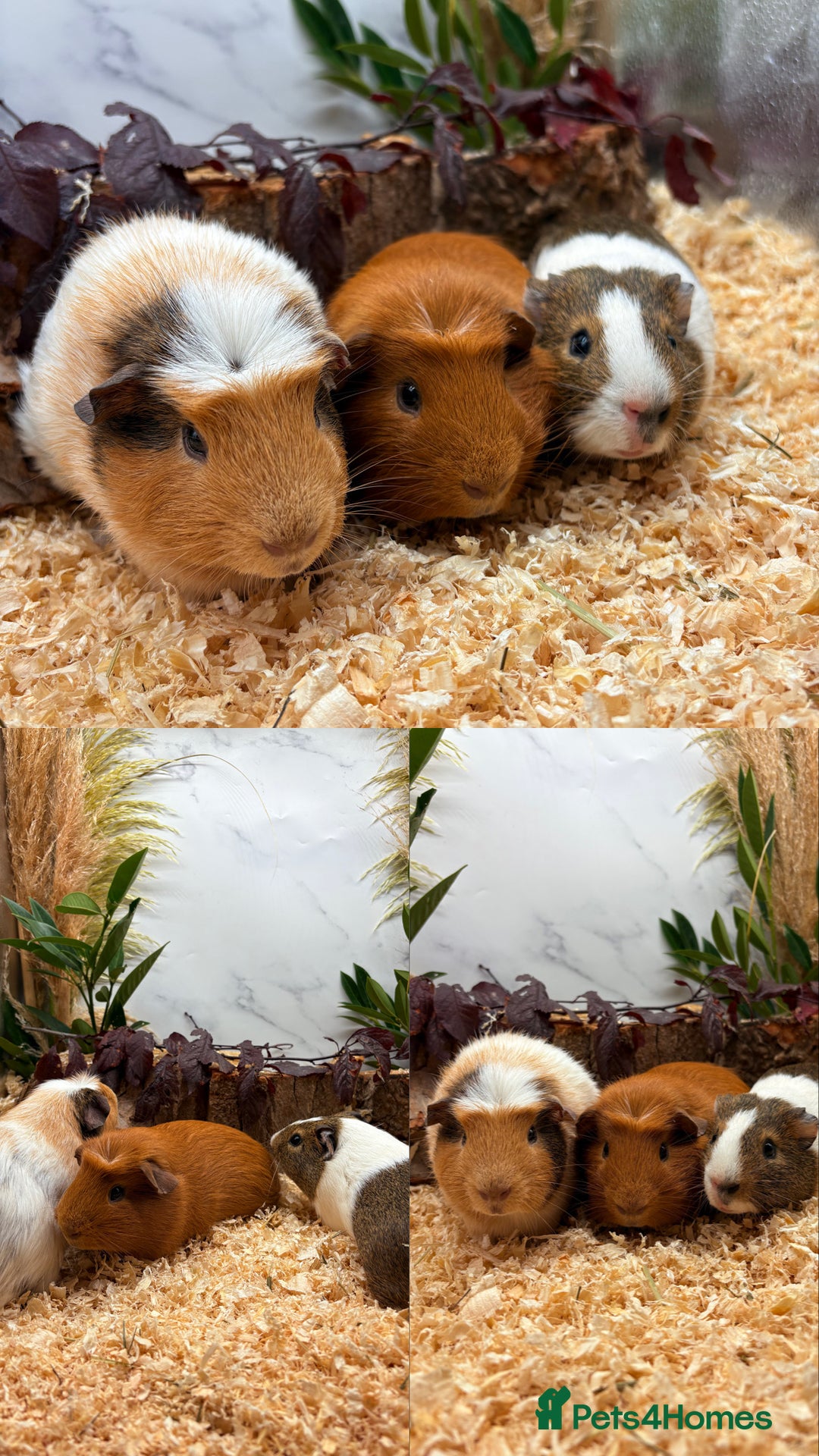 Guinea Pig rodents for sale: ✨Lots of Baby boy Guinea Pigs ✨🐹🩵 - Image 18