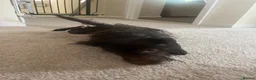 Patterdale Terrier dogs for sale: Lovely patterdale terrier - Advert 2