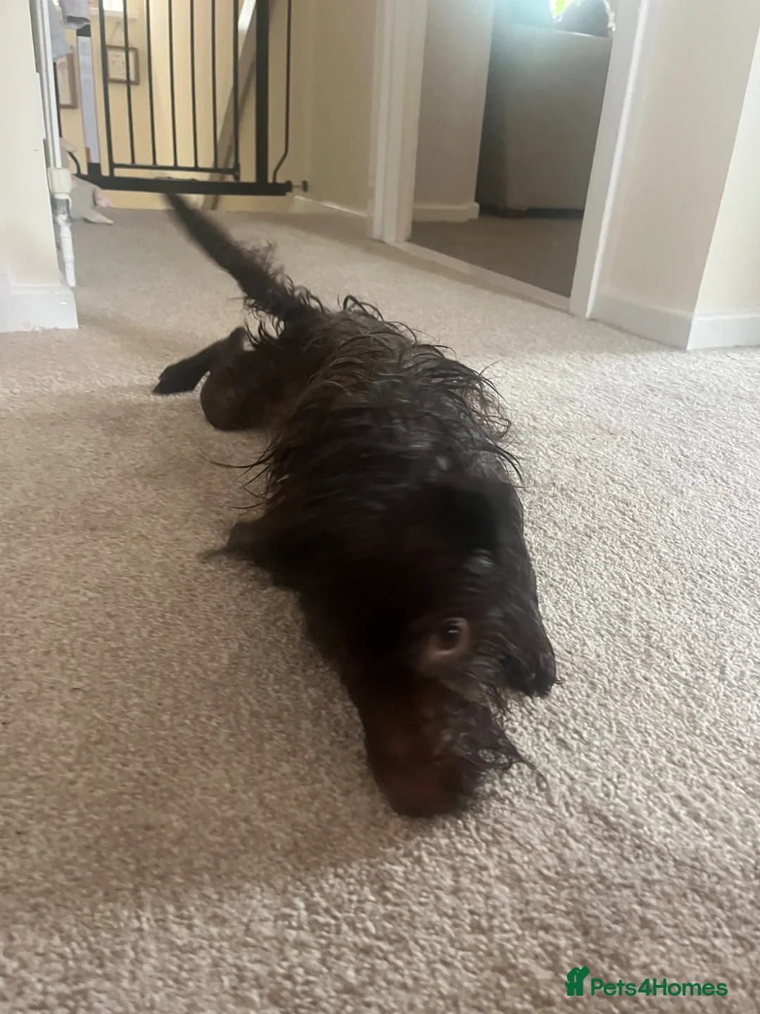 Patterdale Terrier dogs for sale: Lovely patterdale terrier - Advert 2