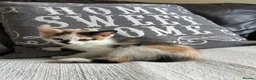 Mixed Breed cats for sale: Beautiful Kittens - Advert 15