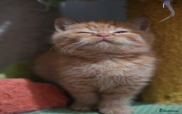 British Shorthair cats for sale: Registered champion bloodline BSH - Image 3