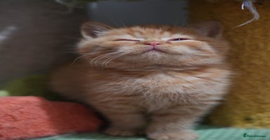 British Shorthair cats - Advert 9