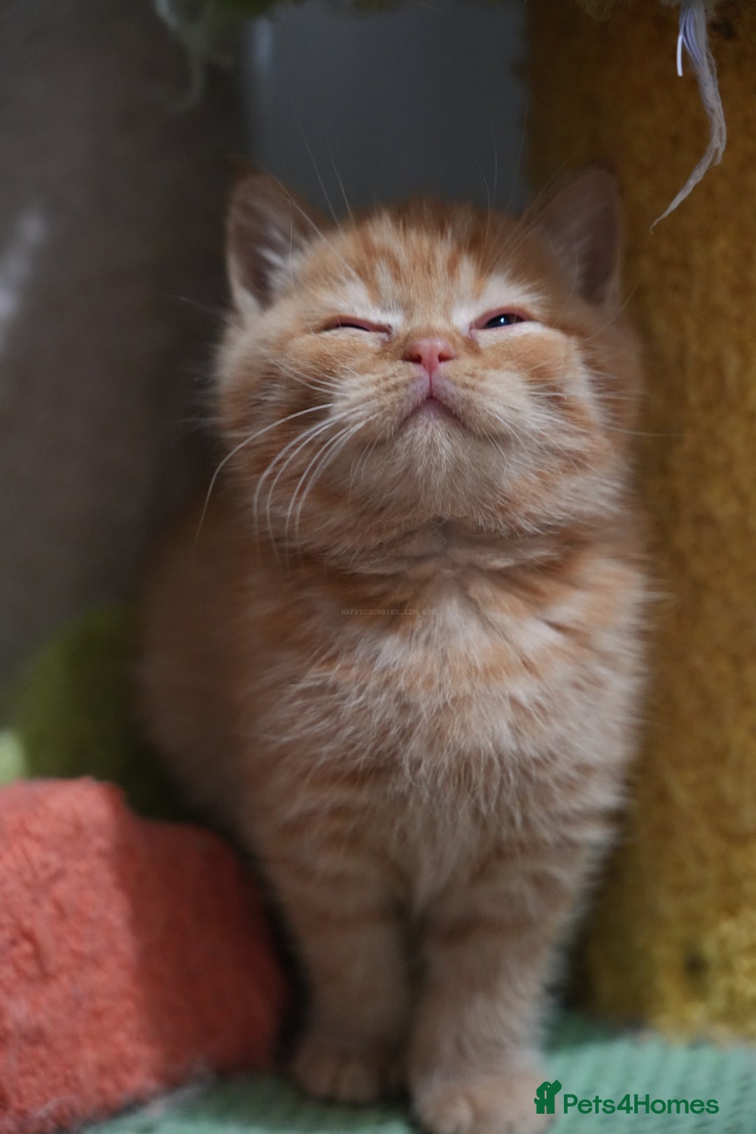 British Shorthair cats for sale: Registered champion bloodline BSH - Image 3