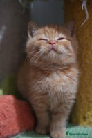 British Shorthair cats - Advert 5