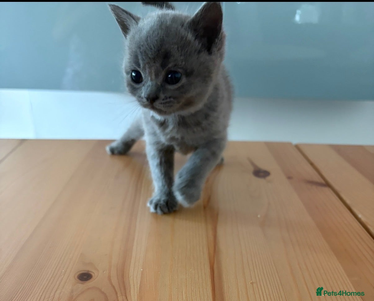 British Shorthair cats British Shorthair Kittens  - Advert 2