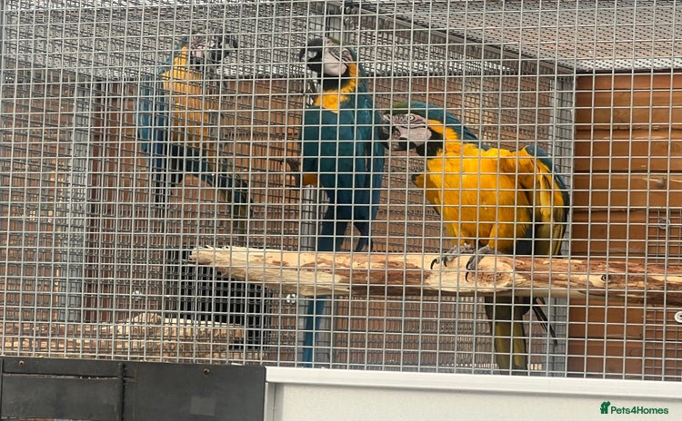 Macaws birds - Advert 3
