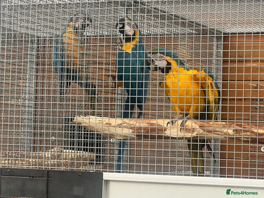 Macaws birds for sale: Two lovely pairs of blue&golds - Image 1