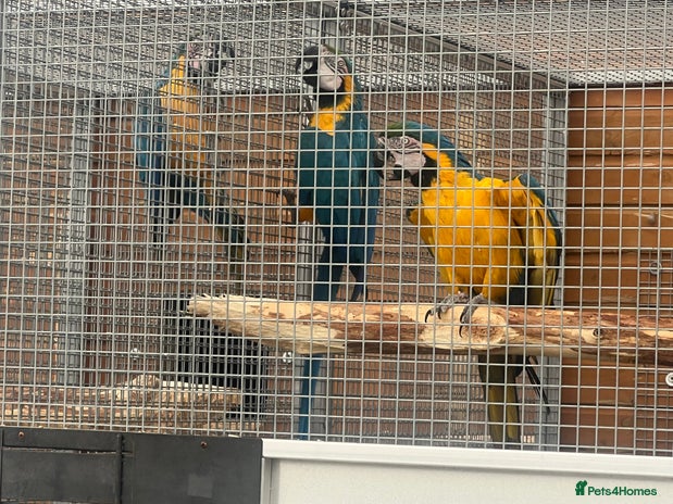 Macaws birds - Advert 1