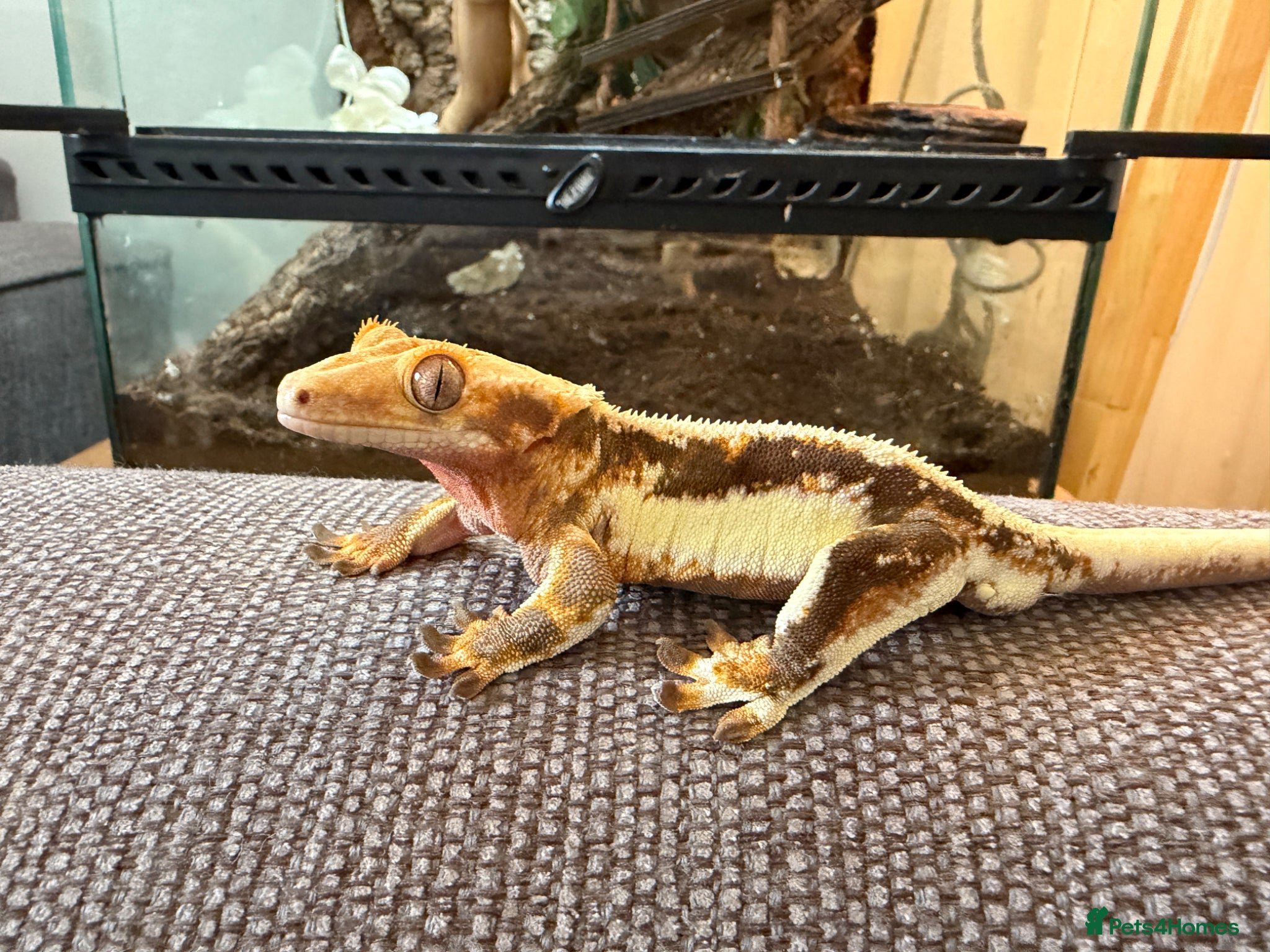 Gecko reptiles Lilly White Crested Gecko with full set up - Advert 1