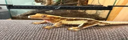 Gecko reptiles for sale: Lilly White Crested Gecko with full set up - Advert 1