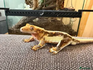 Gecko reptiles Lilly White Crested Gecko with full set up - Advert 1