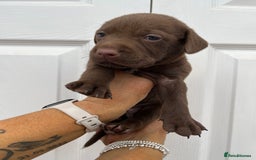 Mixed Breed dogs for sale: 4 week old puppies - Image 3