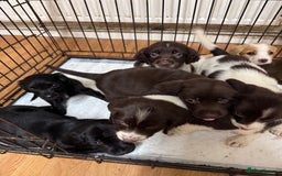 Springador dogs for sale: 9 Beautiful Springador Puppies - Image 11