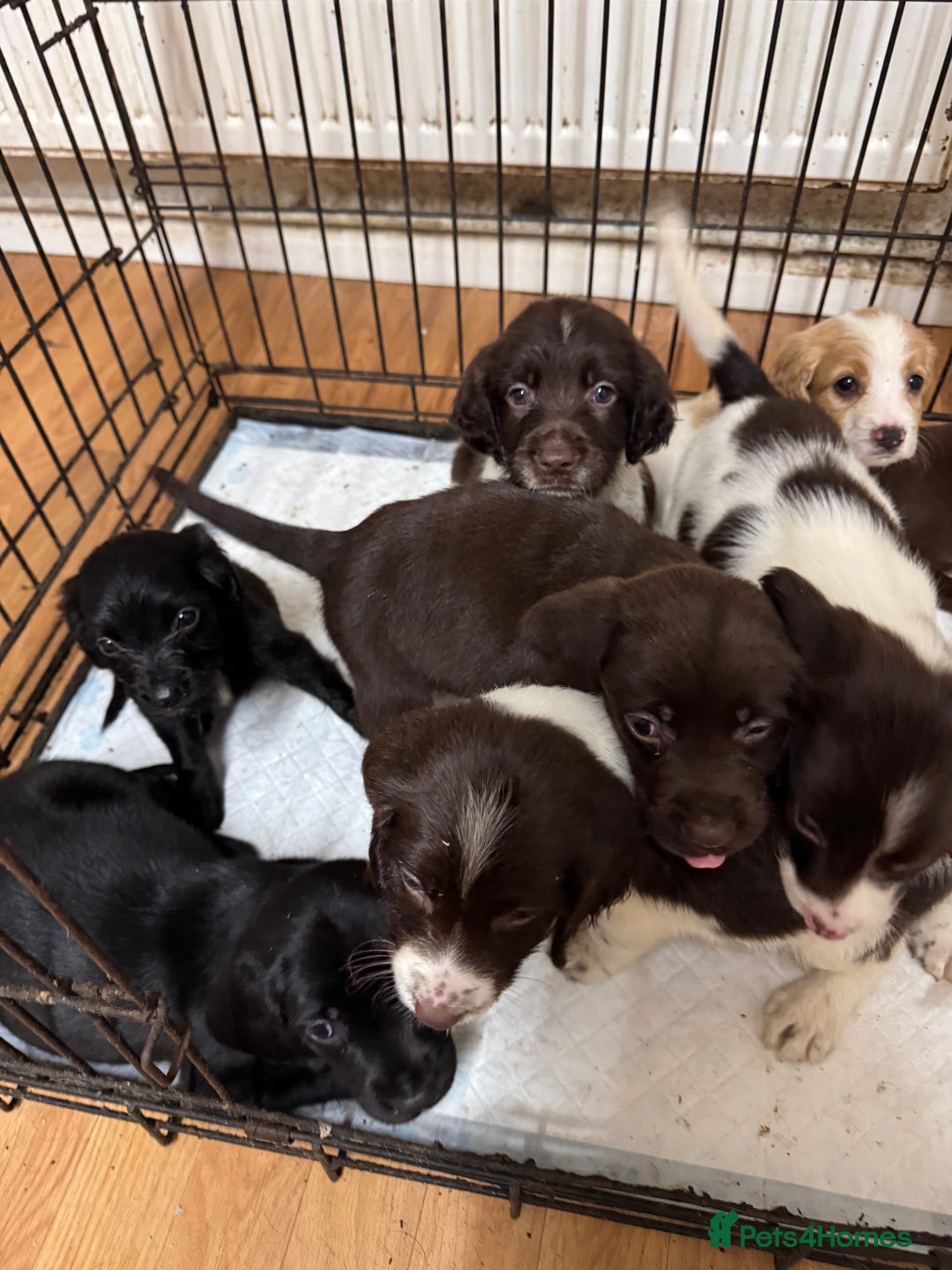 Springador dogs for sale: 9 Beautiful Springador Puppies - Image 11