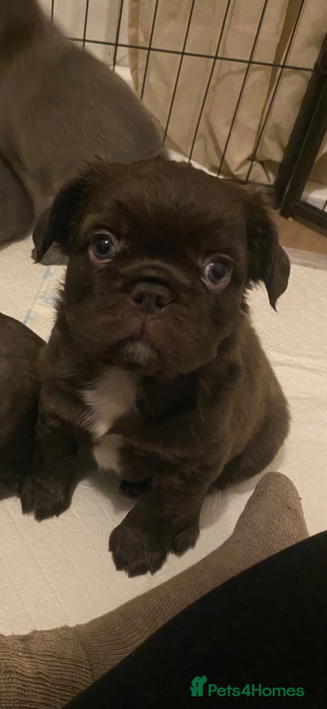 French Bulldog dogs for sale: 🐾 FLUFFY FRENCHIE GIRLS 🐾  - Advert 2