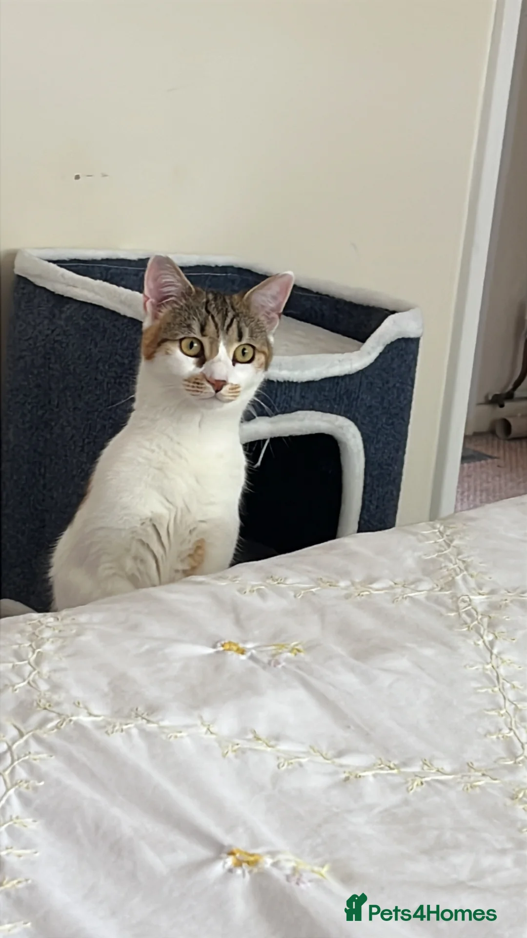 Mixed Breed cats for sale: Beautiful girl needs a loving home  in Oldham - Advert 2