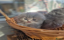 Scottish Fold cats for sale: Scottish Fold Dolls - Image 5