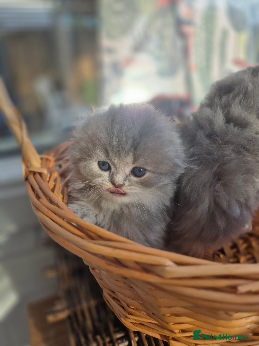 Scottish Fold cats for sale: Scottish Fold Dolls - Image 5