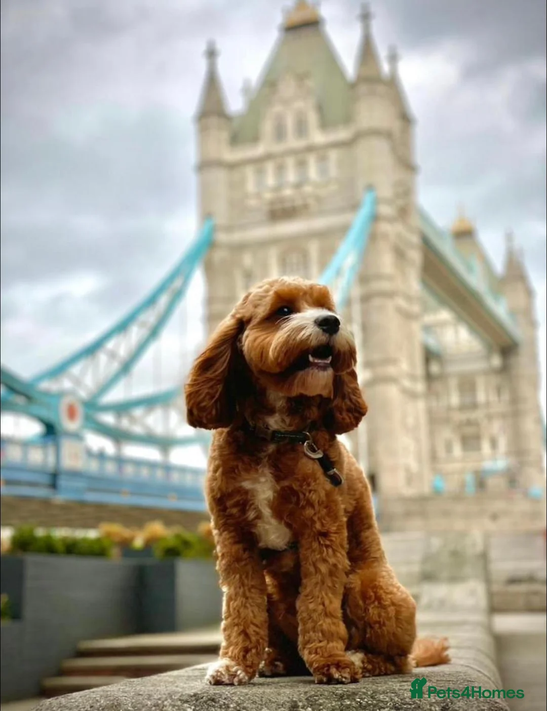 Gallery Image {{count}}