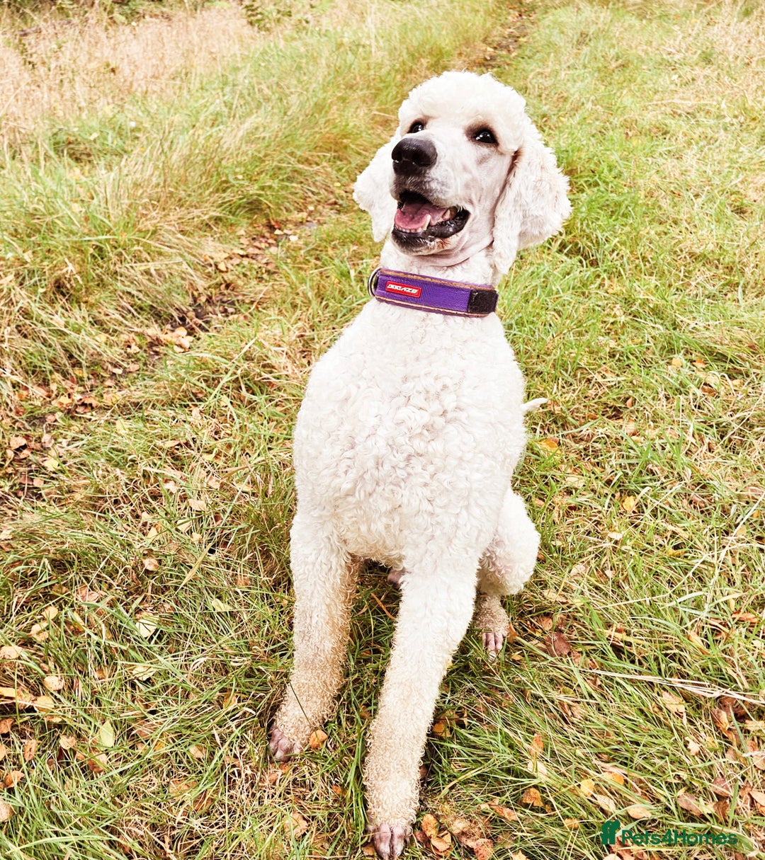 Standard Poodle dogs for stud: Health tested black phantom wrapped in cream  - Advert 2