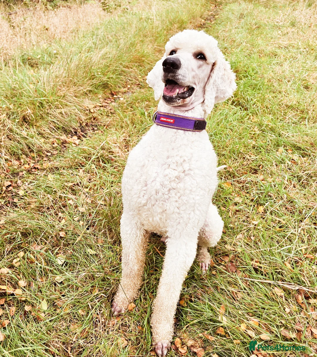 Standard Poodle dogs for stud: Health tested black phantom wrapped in cream  - Advert 2