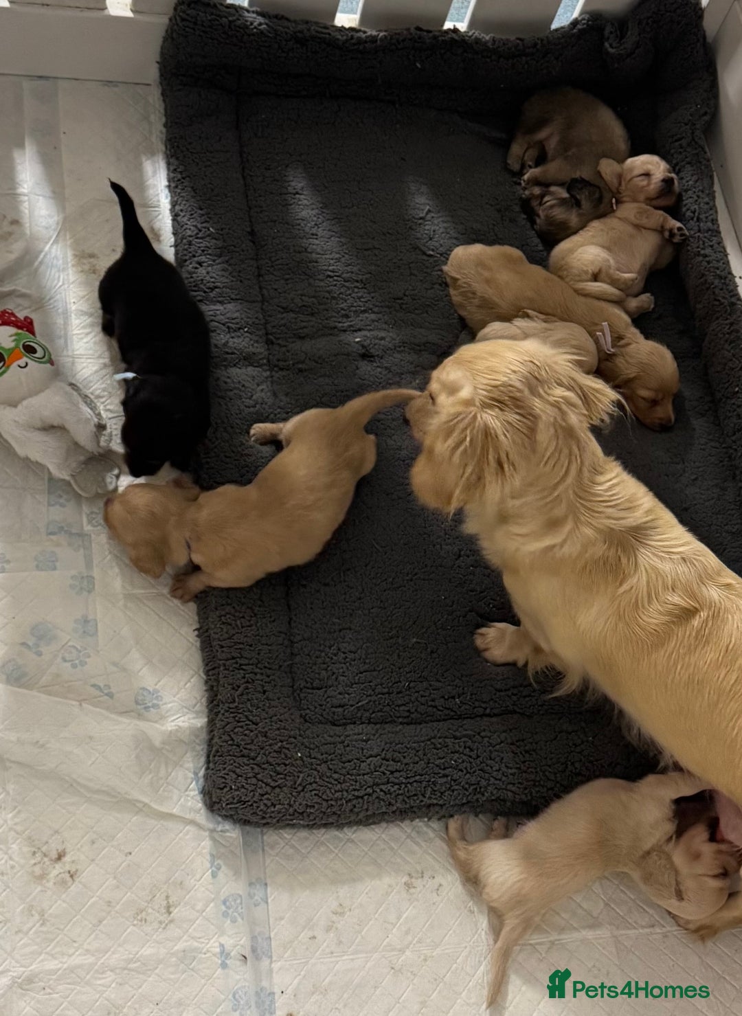 Miniature Dachshund dogs for sale: Miniature Dachshunds longhaired puppies - Advert 9