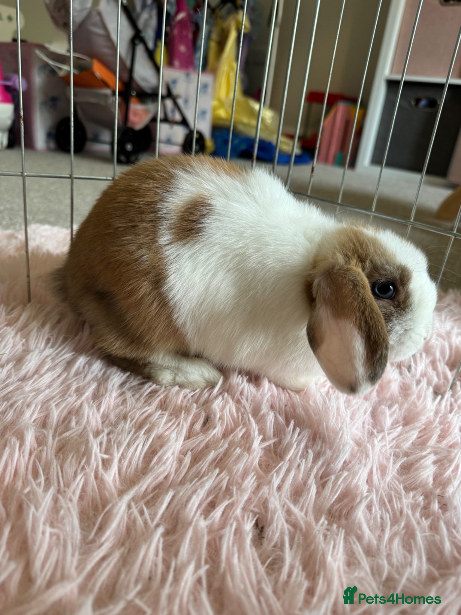 Mini Lop rabbits READY NOW LAST ONE - tri colour baby mini lops - Advert 15