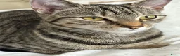 Mixed Breed cats for sale: Tabby short hair domestic  in Dagenham - Advert 2