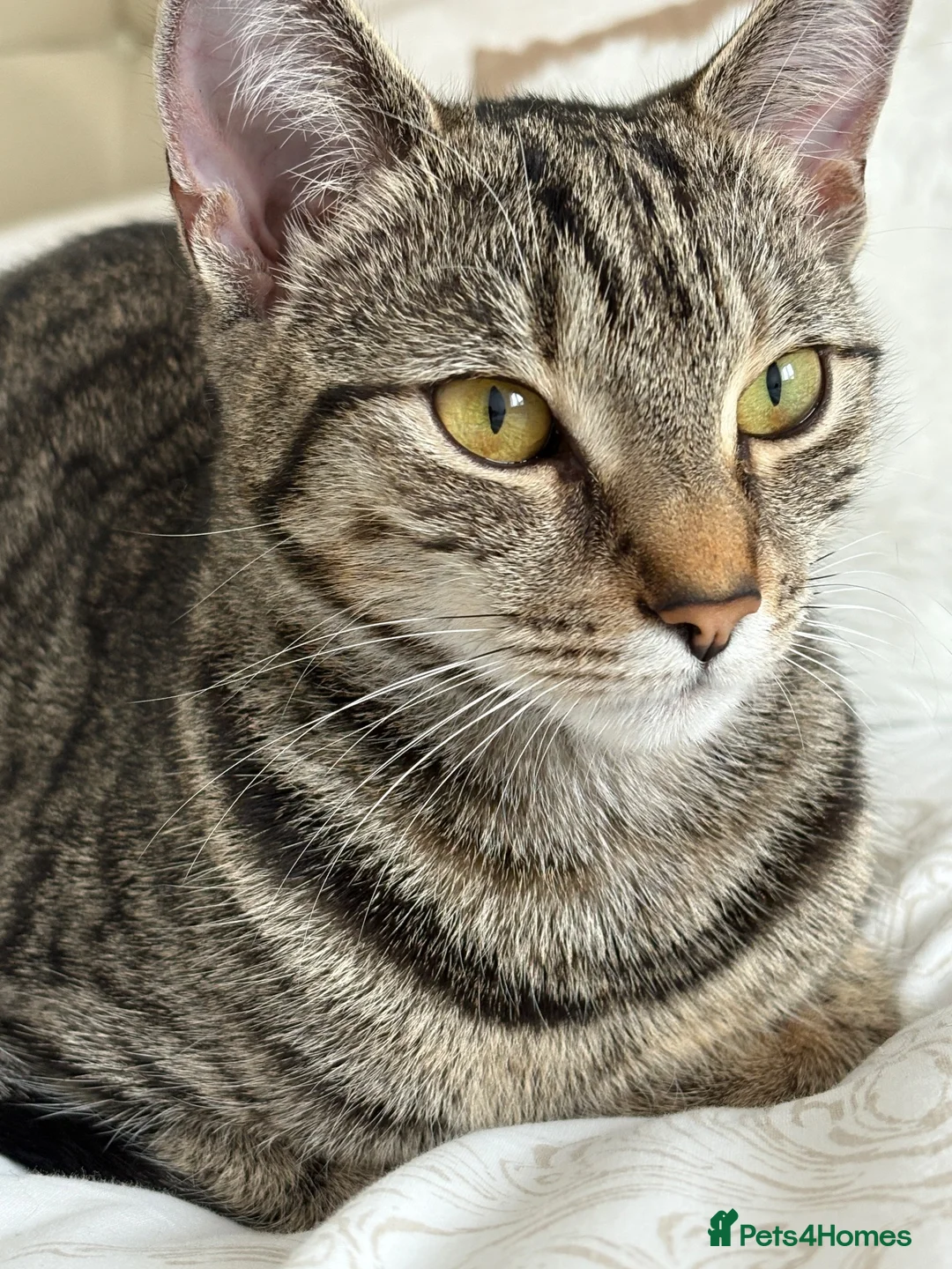 Mixed Breed cats for sale: Tabby short hair domestic  in Dagenham - Advert 2