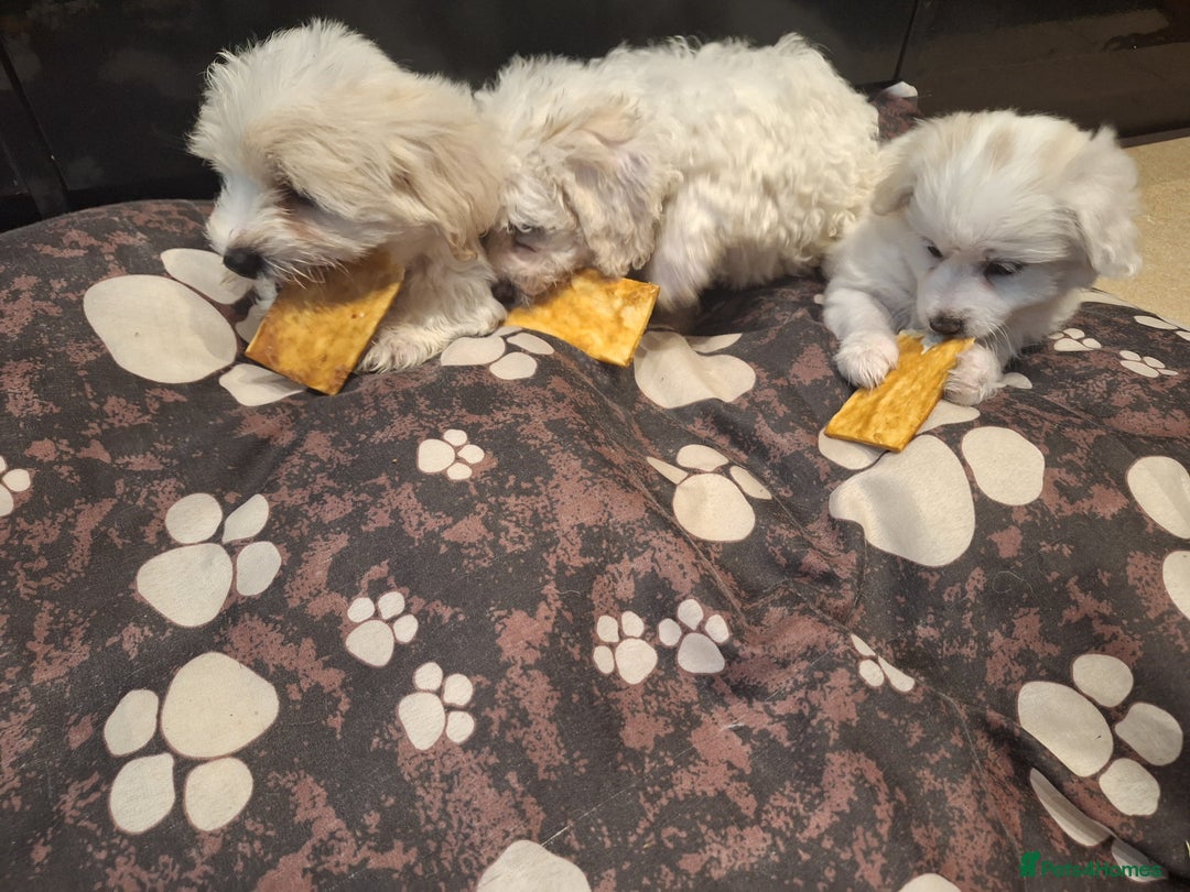 Maltese dogs for sale: Bishon Maltese  - Image 3