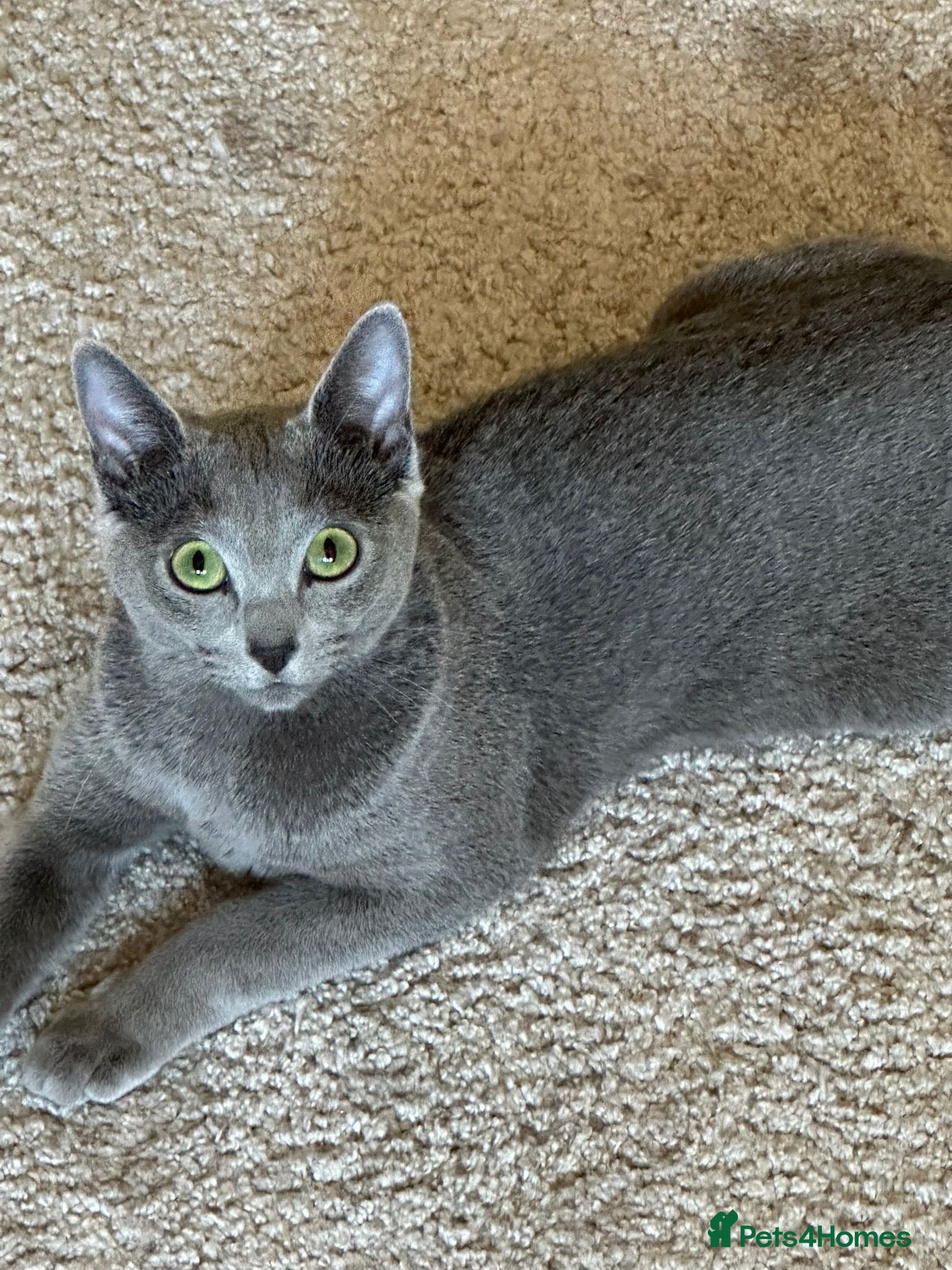 Russian Blue cats TICA Russian Blue female for sale - Advert 2