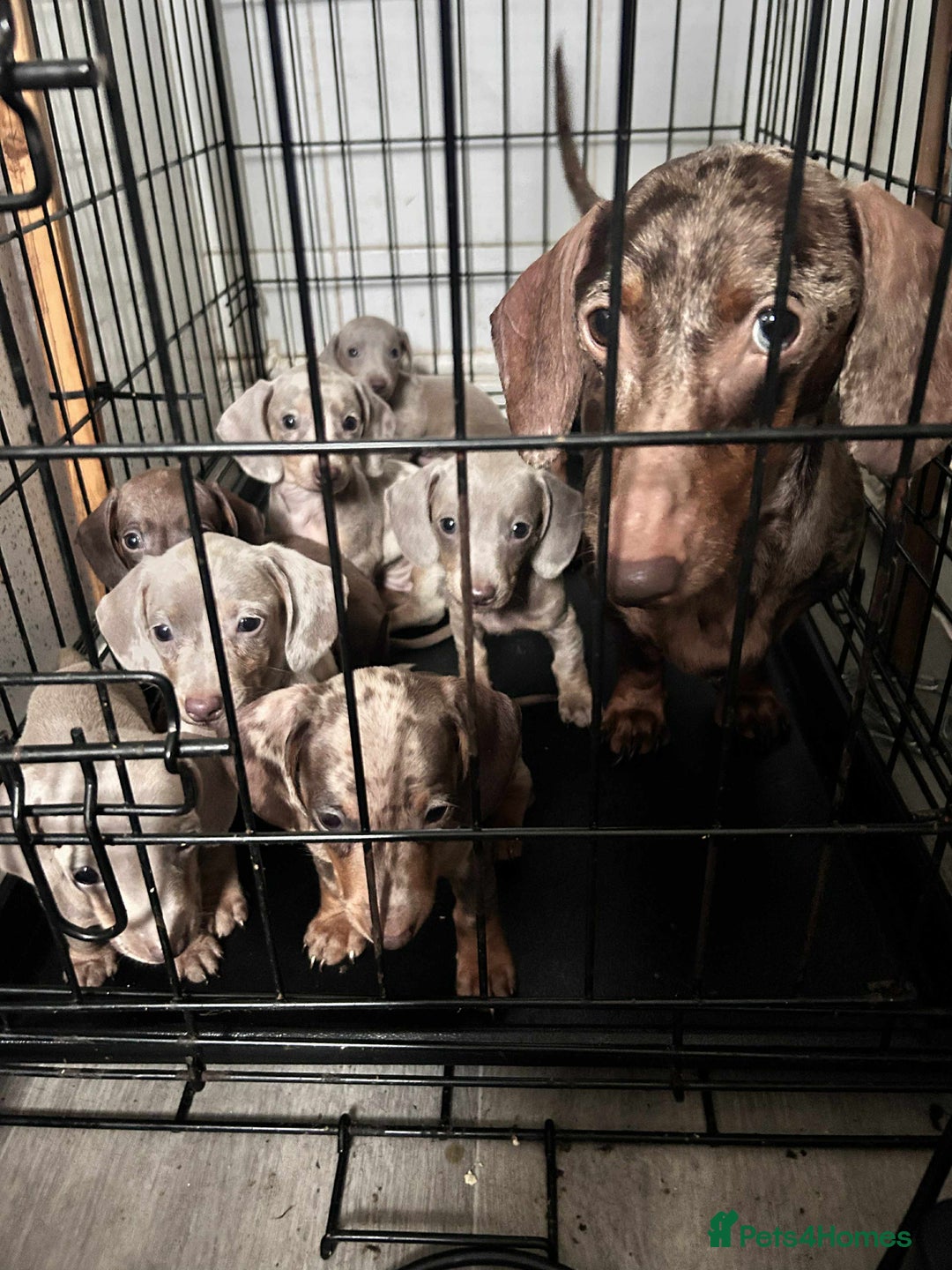 Miniature Dachshund dogs for sale: Miniature dachshund  - Advert 13