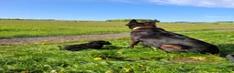 Lurcher dogs for sale: Greyhound x shepherd/collie  in Hungerford - Advert 13