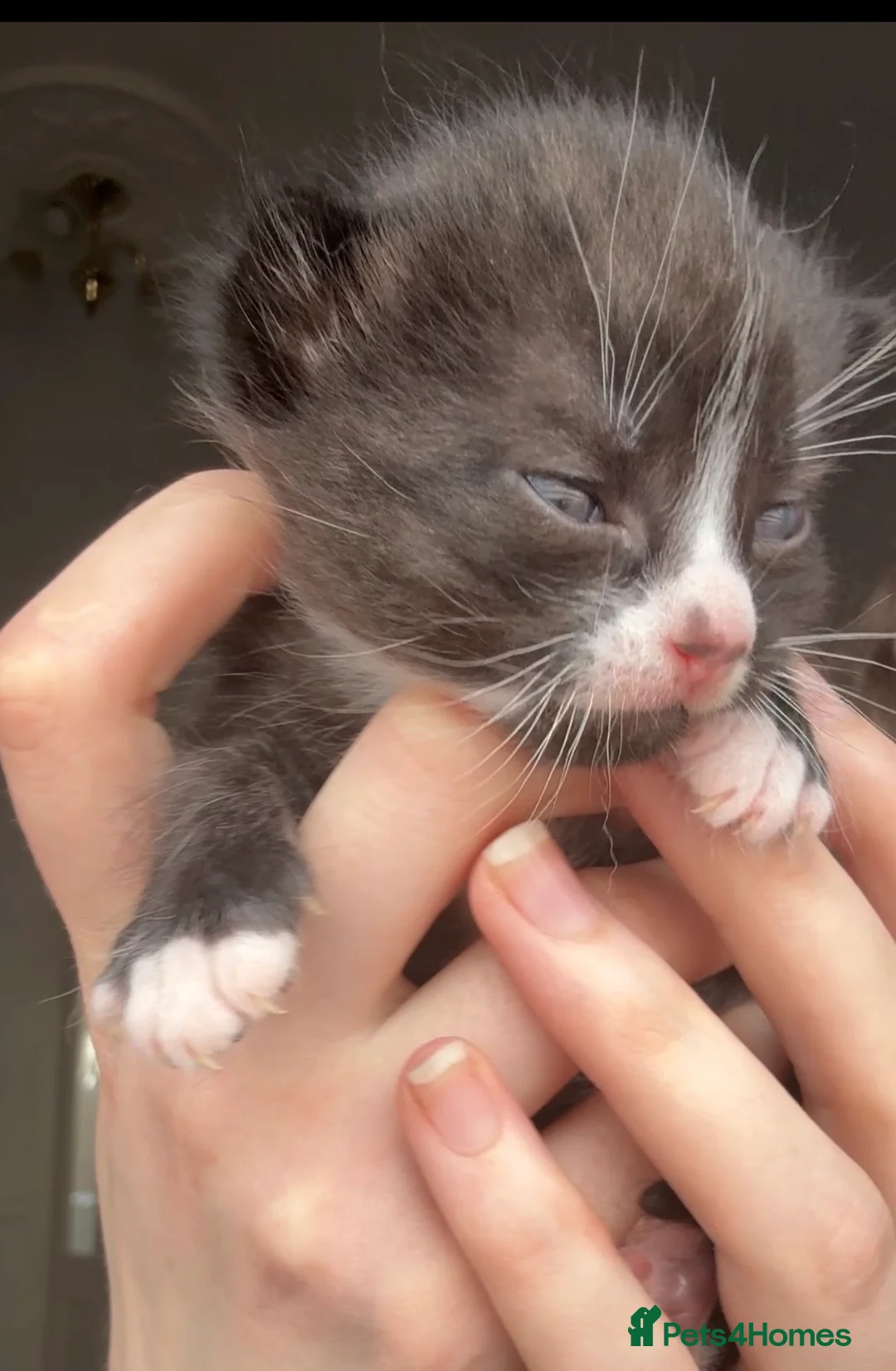 Mixed Breed cats for sale: Gorgeous tuxedo kittens - Advert 3