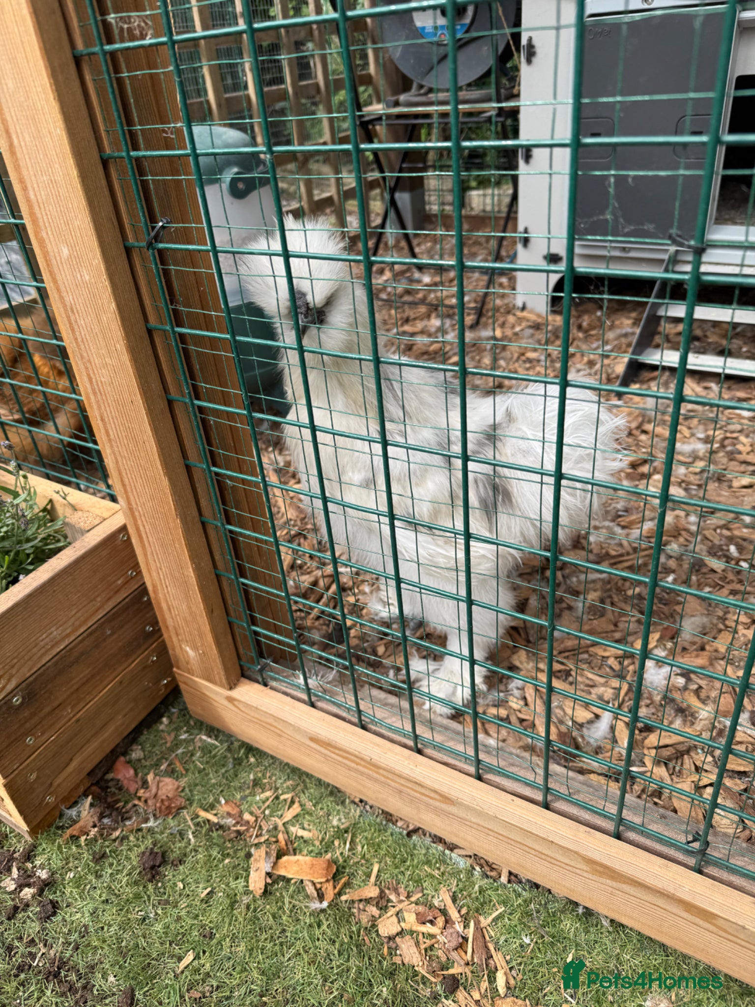 Chickens poultry Silkie Cockerel  - Advert 1